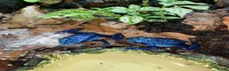 Frog reptiles for sale: Azureus dart frogs in Sidcup - Advert 7