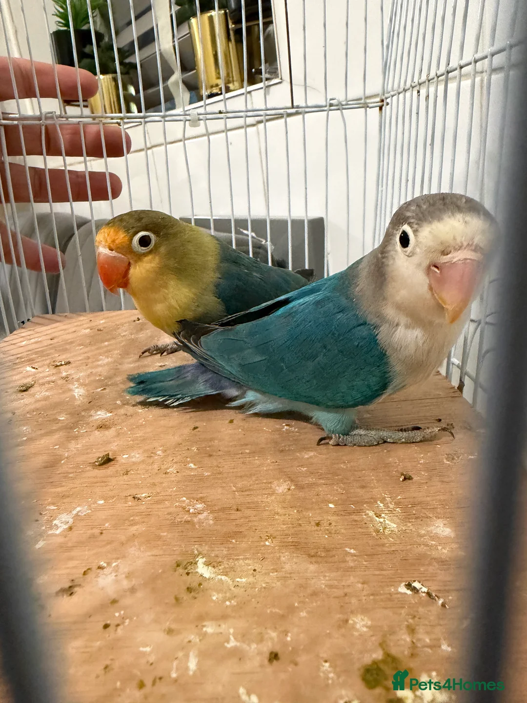 Lovebirds birds for sale: Young pair of lovebird - Advert 6