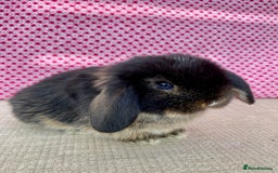 Mini Lop rabbits for sale: Beautiful mini lop kits  - Image 11