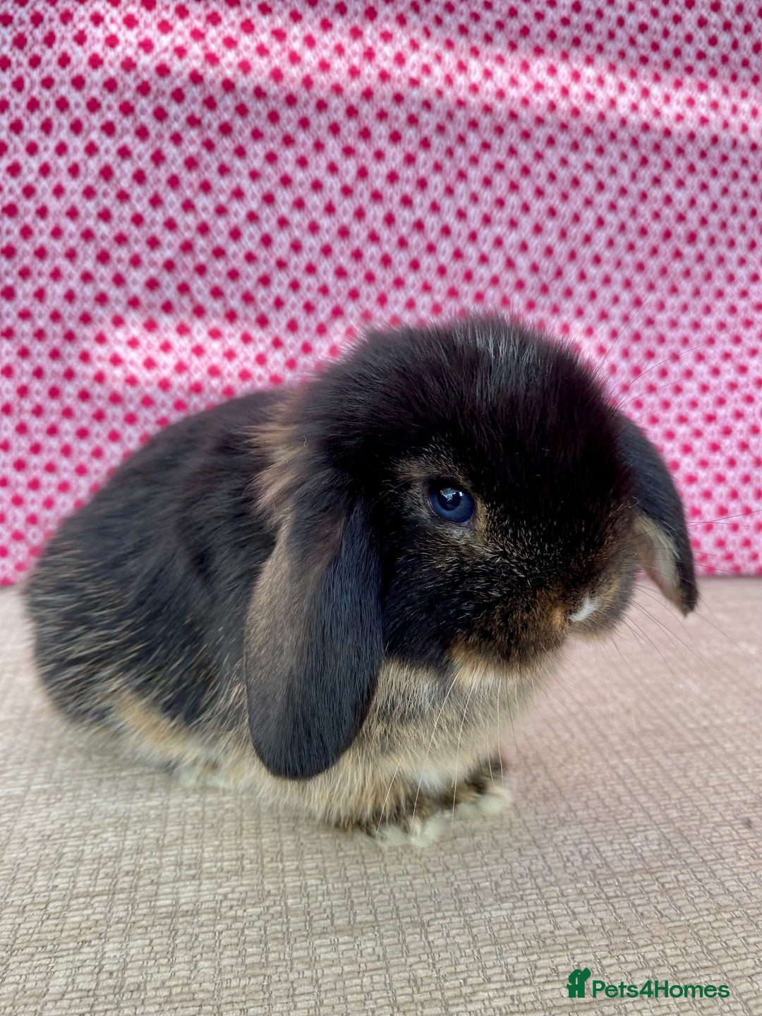 Mini Lop rabbits for sale: Beautiful mini lop kits  - Image 11