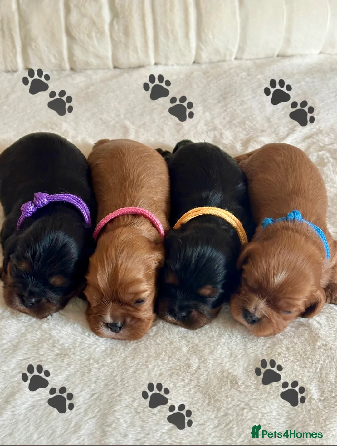Cavalier King Charles Spaniel dogs for sale: KC Registered Heath Tested Puppies  - Advert 2