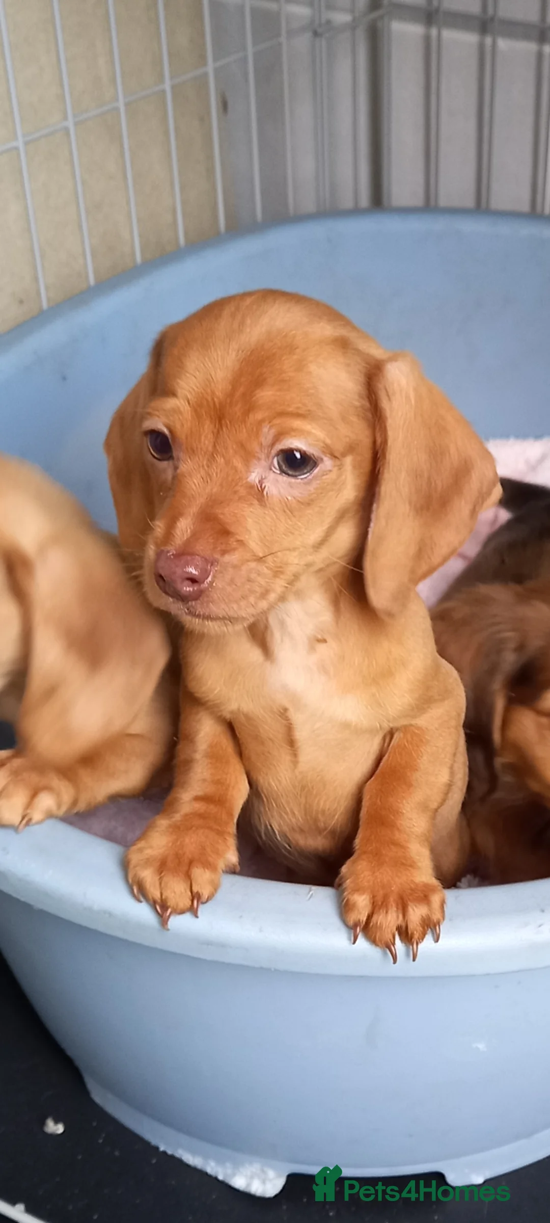 Miniature Dachshund dogs for sale: Miniature dachshund  - Advert 7