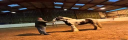 Irish Cob horses for sale: Koby handsome gelding  - Advert 5