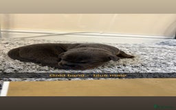 Staffordshire Bull Terrier dogs for sale: Staffordshire bull terrier puppy’s  - Image 16