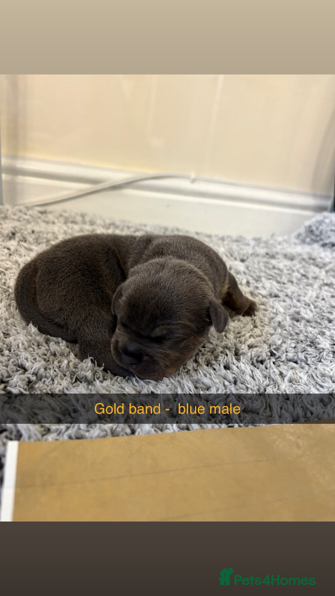 Staffordshire Bull Terrier dogs for sale: Staffordshire bull terrier puppy’s  - Image 16