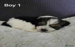 Mixed Breed dogs for sale: Shorkie x Morkie  - Image 2