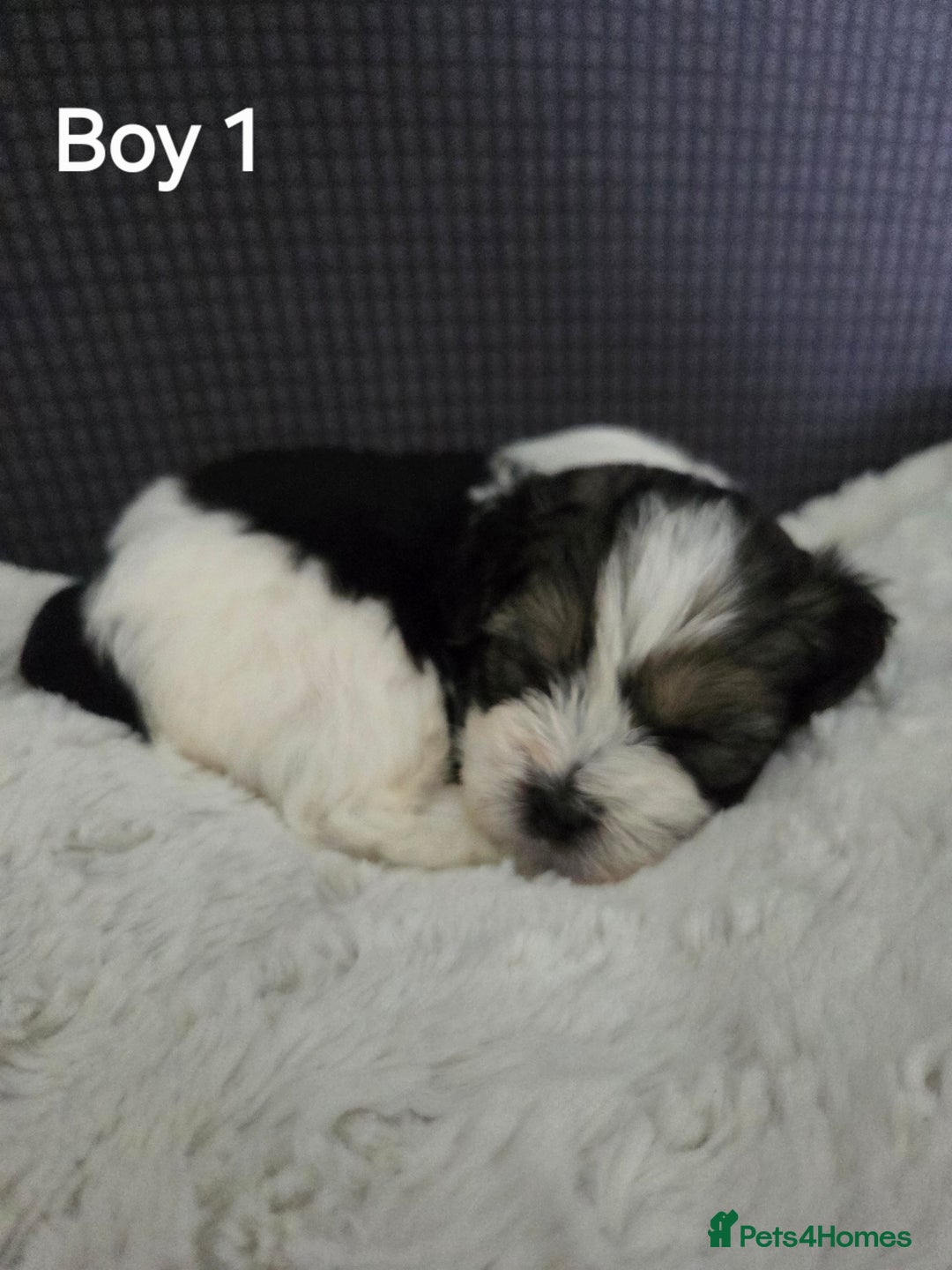 Mixed Breed dogs for sale: Shorkie x Morkie  - Image 2