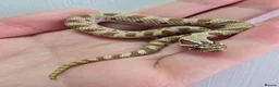 Snake reptiles for sale: CB 26 Western hognose babies ready for homes - Advert 9
