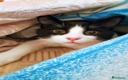 Mixed Breed cats for sale: One little tuxedo 🥰 - Image 1