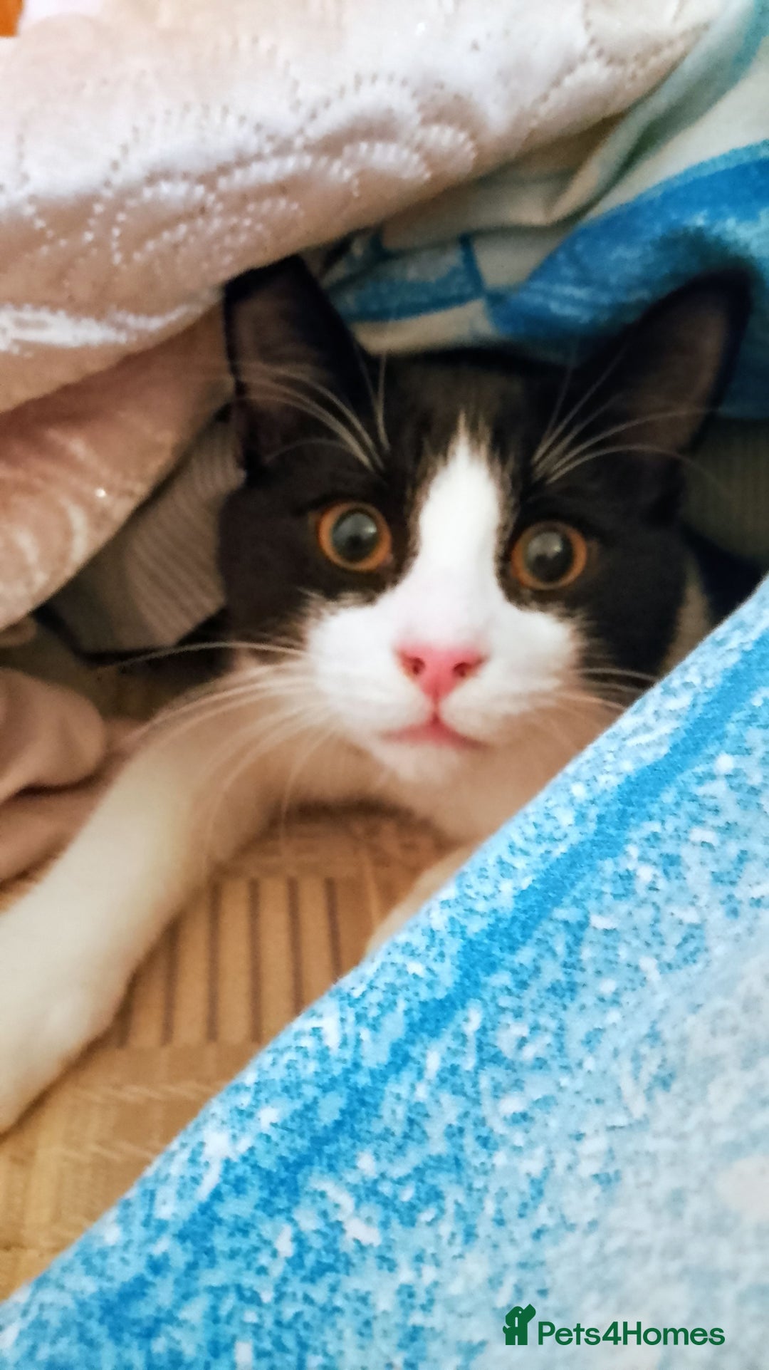 Mixed Breed cats for sale: One little tuxedo 🥰 - Image 1