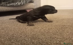 Mixed Breed dogs for sale: American pocket Corso - Image 19