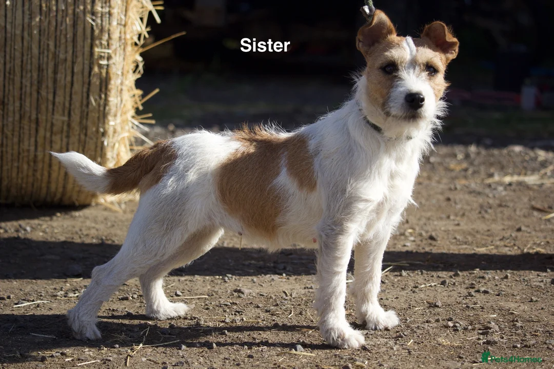 Jack Russell dogs for sale: Short Legged Jack Russel Puppies - Advert 17