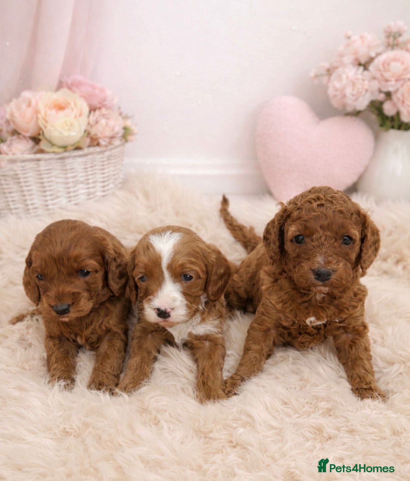 Cavapoo dogs Stunning F1b Cavapoo’s Health Tested Parents - Advert 1