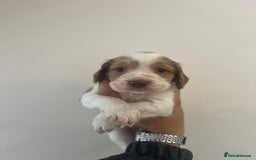Cocker Spaniel dogs for sale: Working Cocker Spaniel Puppies  - Image 11