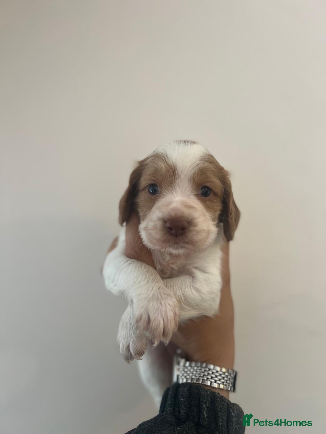Cocker Spaniel dogs for sale: Working Cocker Spaniel Puppies  - Image 11