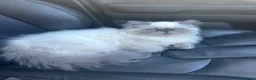 Persian cats for sale: Beautiful Blue Point Kittens - Advert 10