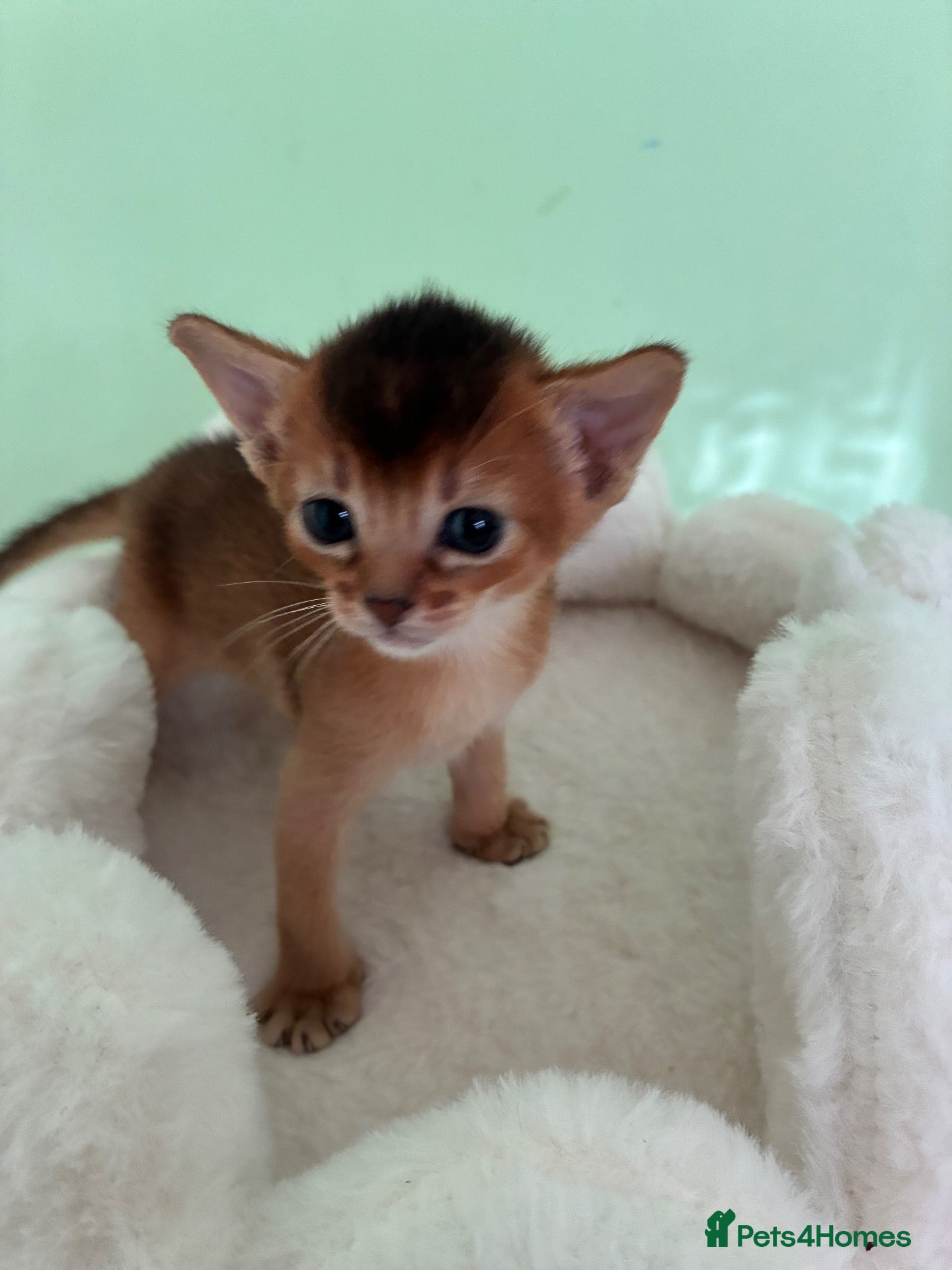 Abyssinian cats TICA 5* Pedigree Abyssinians  - Advert 2