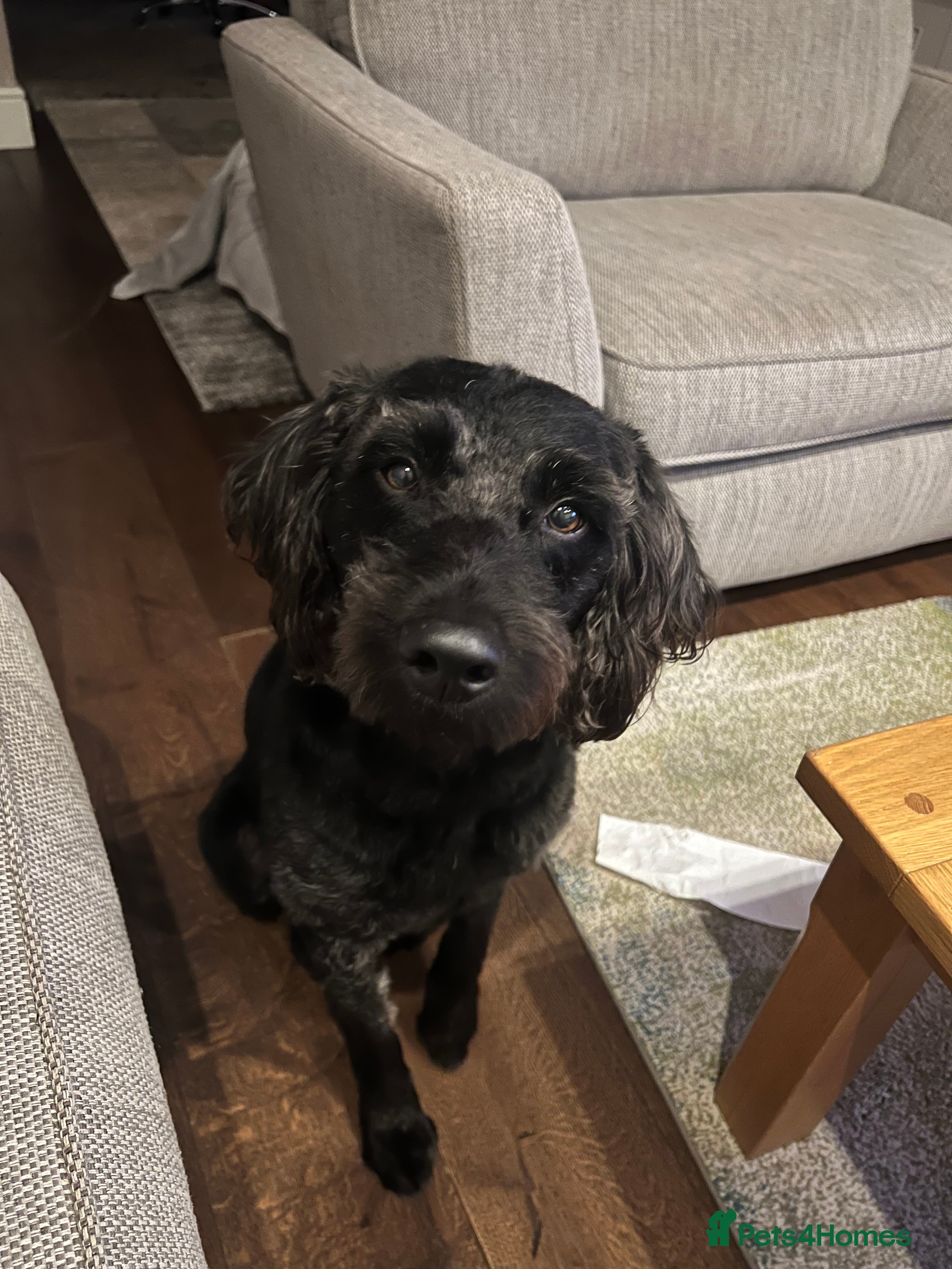 Labrador Retriever dogs Look for female dog for much loved furry son - Advert 1