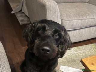 Labrador Retriever dogs Look for female dog for much loved furry son - Advert 3