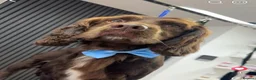 Cockapoo dogs for sale: 7 Stunning Cockapoo Puppies Seeking Loving Home's  - Advert 11