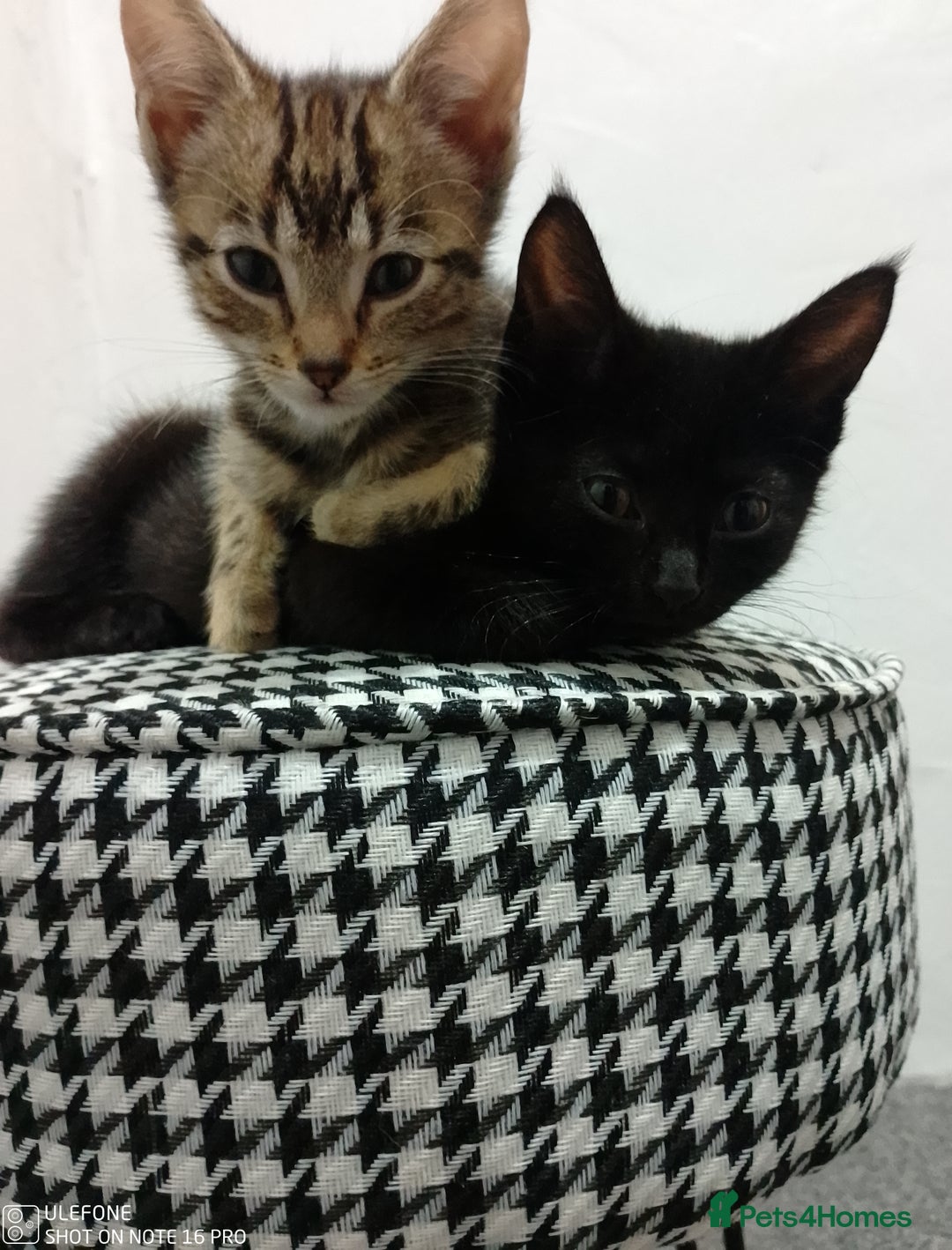 Mixed Breed cats for sale: Kittens for sale price negotiable. in Croydon - Image 3
