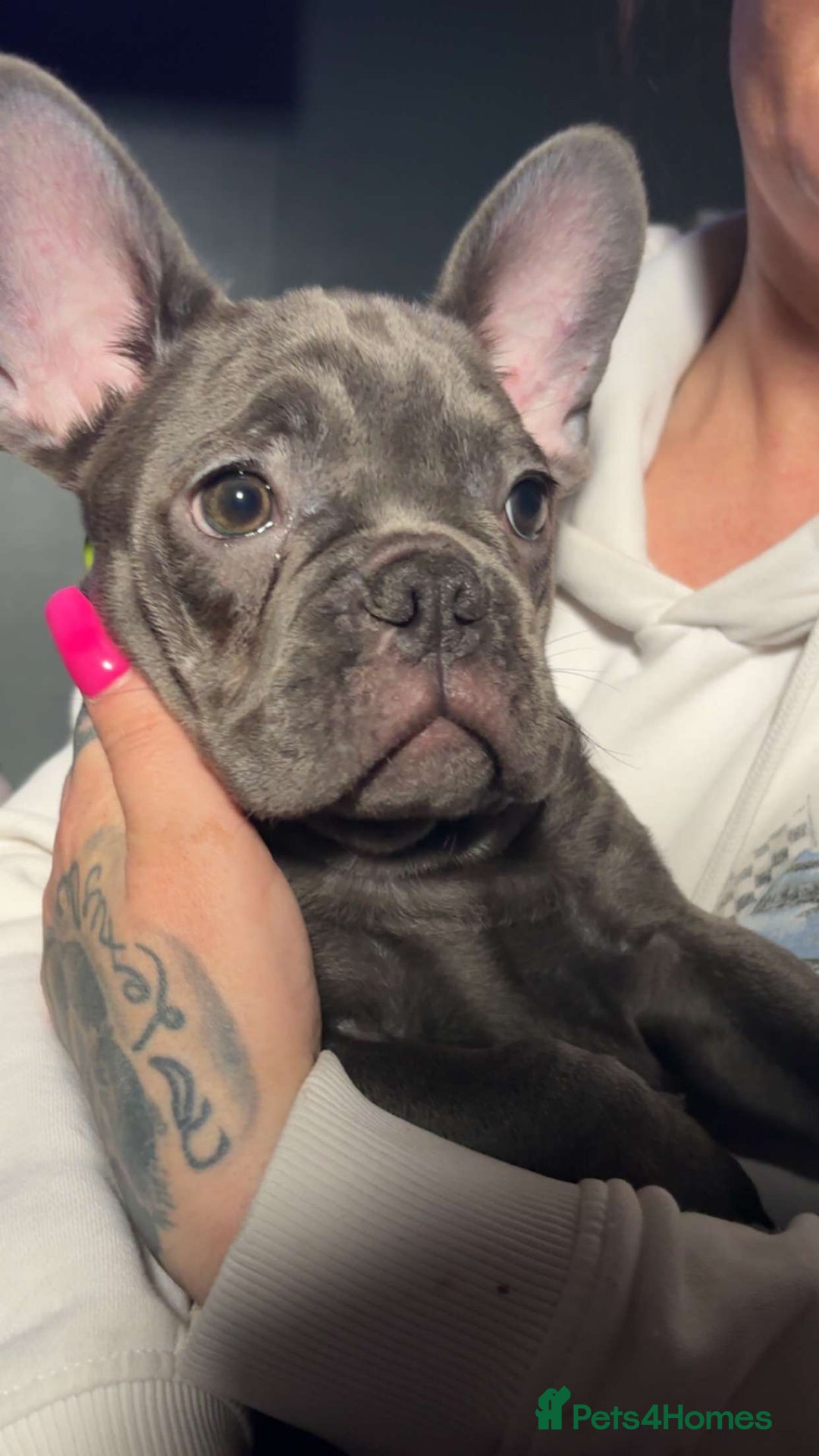 French Bulldog dogs for sale: Beautiful blue an green eyed frenchie puppies  - Image 14
