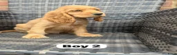 Cocker Spaniel dogs for sale: GoldenSHOW Type Cocker SPANIEL  in Iver - Advert 13