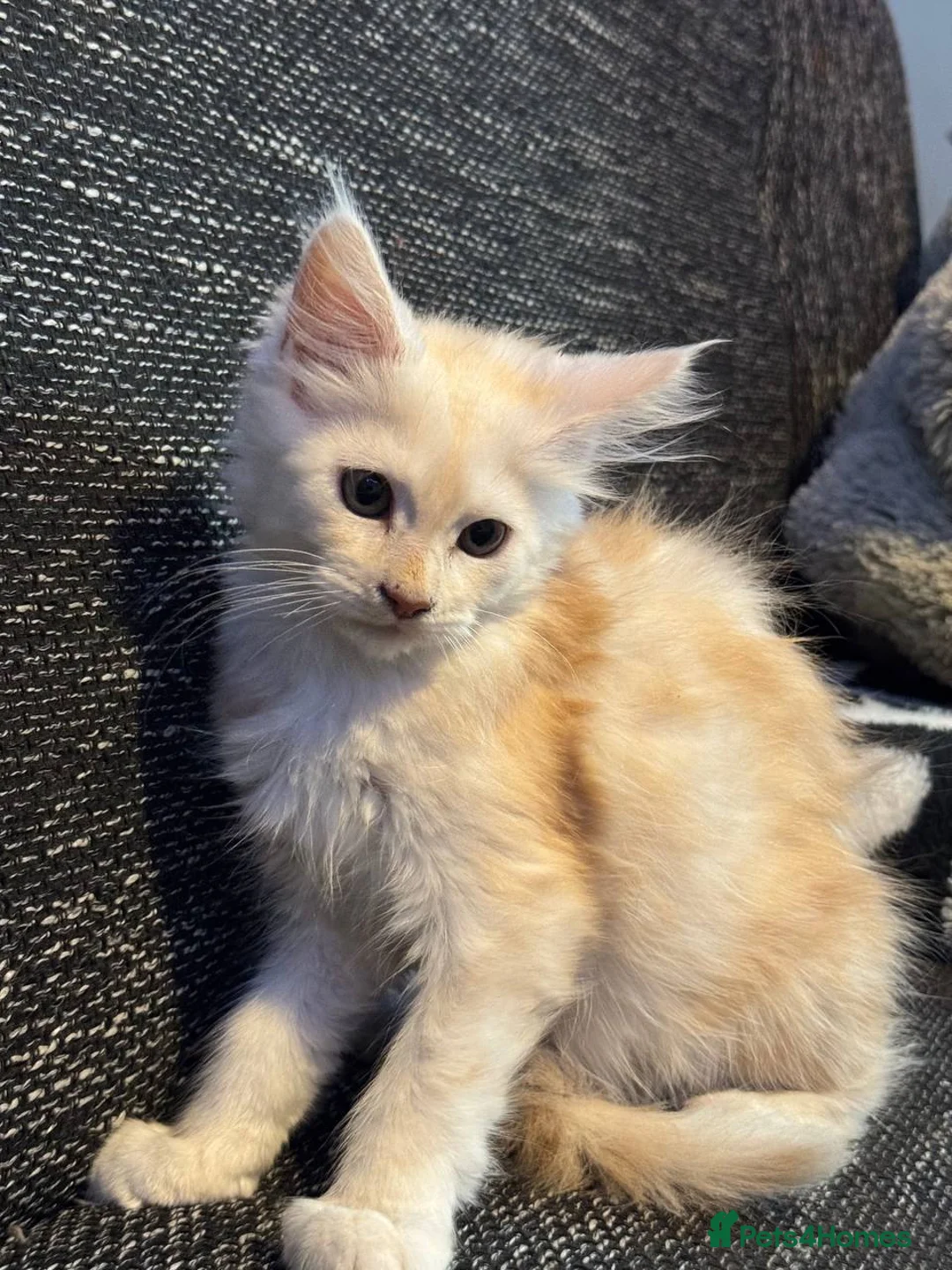 Maine Coon cats for sale: TICA registered purebred Maine Coon kittens - Advert 13