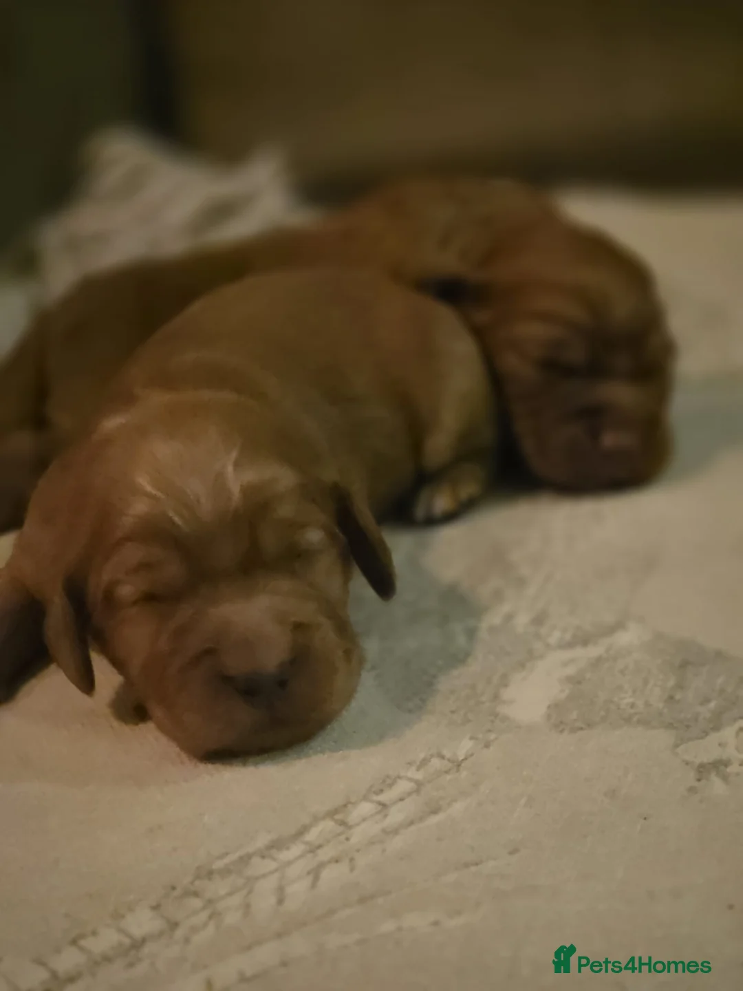 Cocker Spaniel dogs for sale: Exceptional KC Cocker Spaniel Pups - Advert 21