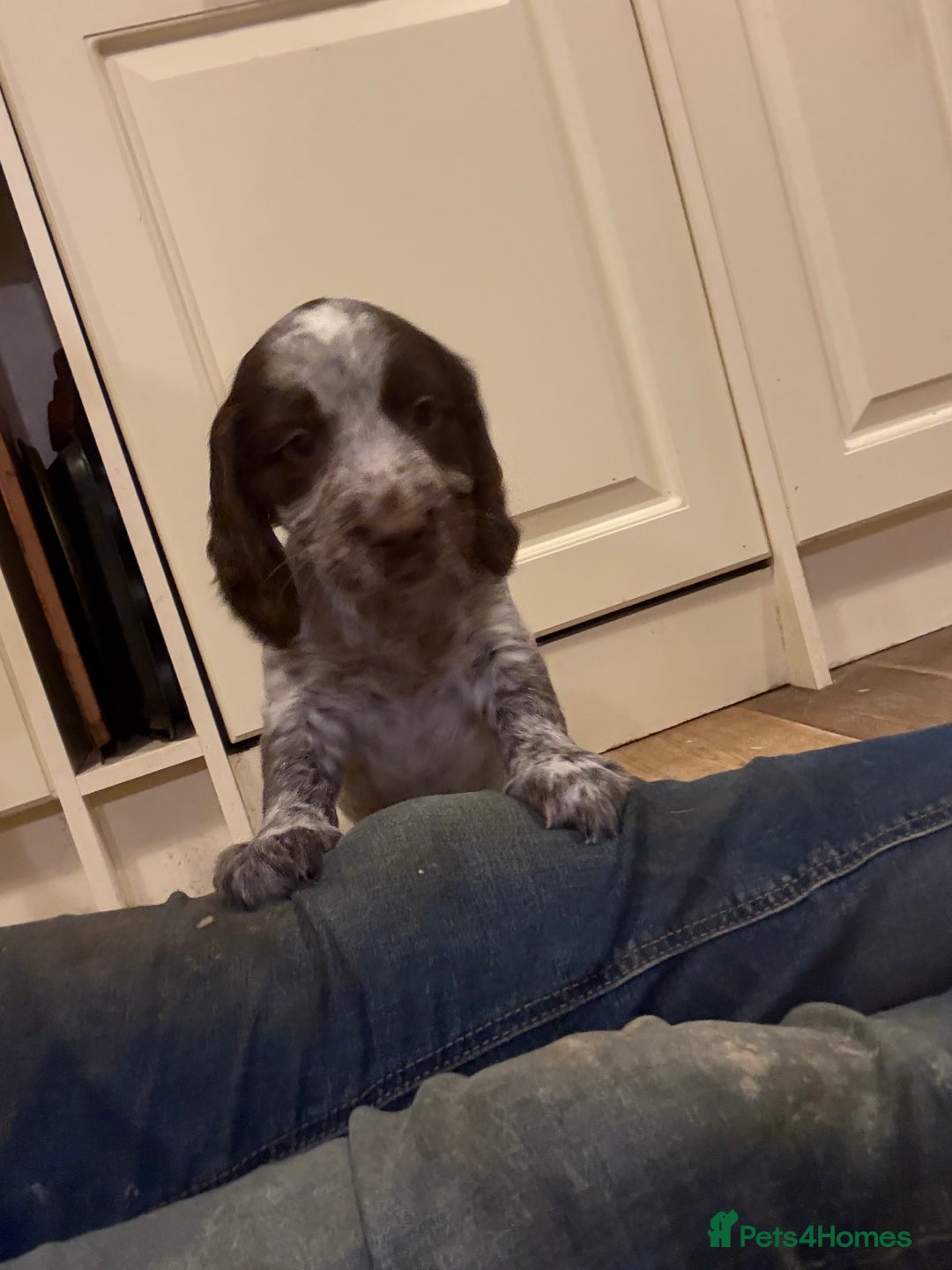 Sprocker dogs for sale: Sprocker puppies  - Image 8