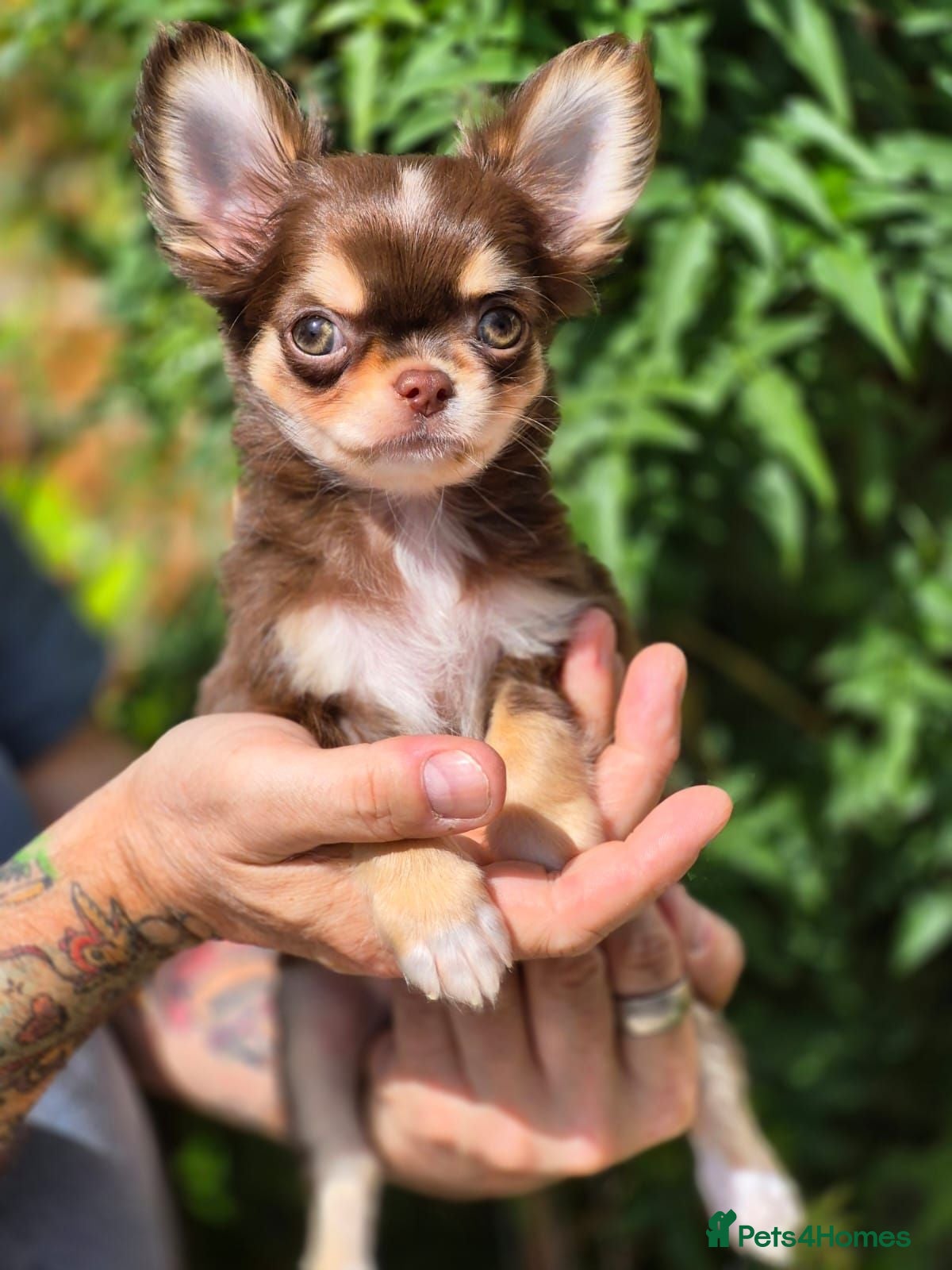 Chihuahua dogs Amazing Longcoat Apple head Chihuahua Puppies  - Advert 1