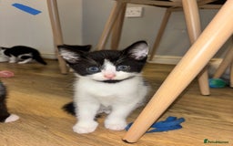 Domestic Shorthair cats for sale: Beautiful litter of kittens!  - Image 12