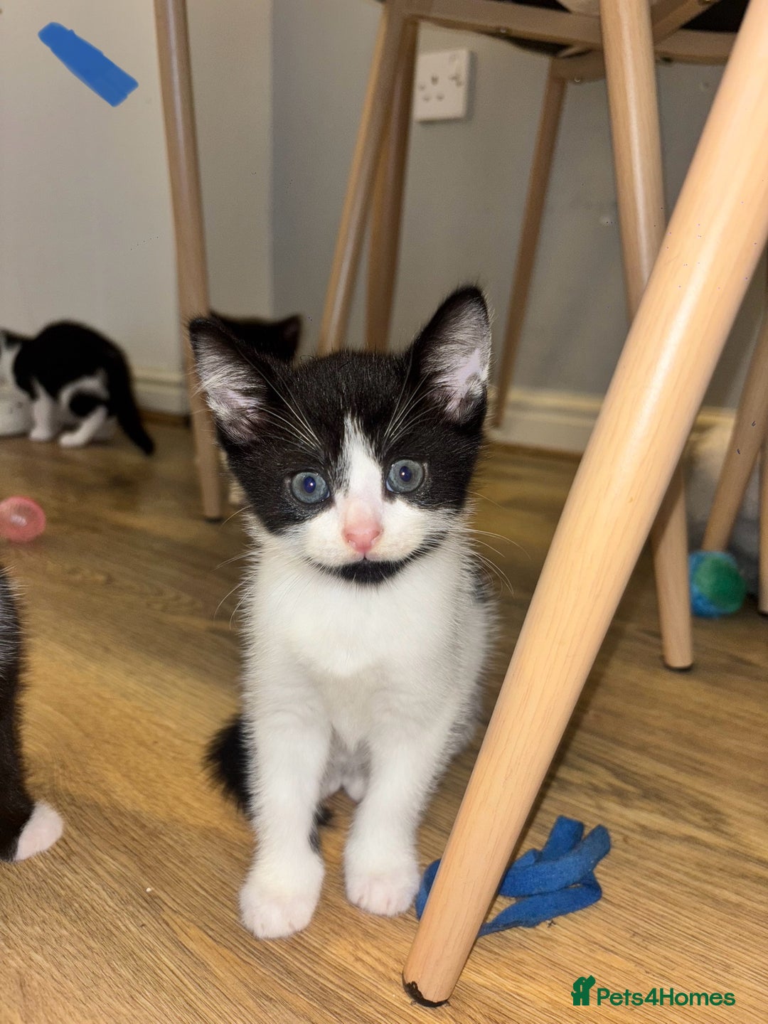 Domestic Shorthair cats for sale: Beautiful litter of kittens!  - Image 12
