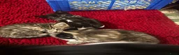 Mixed Breed cats for sale: Beautiful kittens for sale  - Advert 8