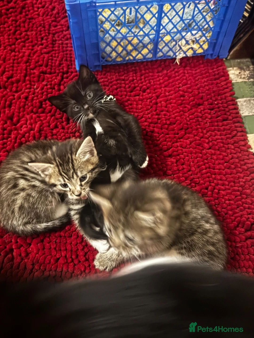 Mixed Breed cats for sale: Beautiful kittens for sale  - Advert 8
