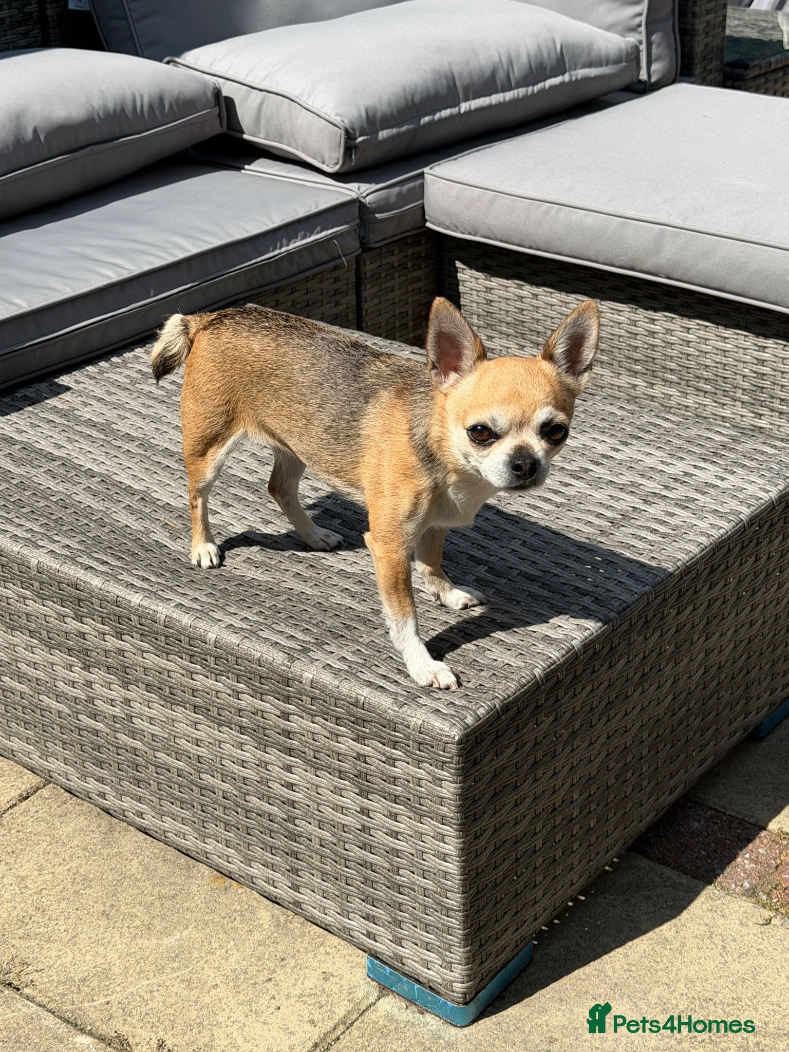 Chihuahua dogs Adorable chihuahua for adpotion - Advert 2