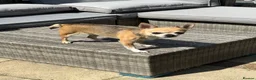 Chihuahua dogs for sale: Adorable chihuahua for adpotion - Advert 2