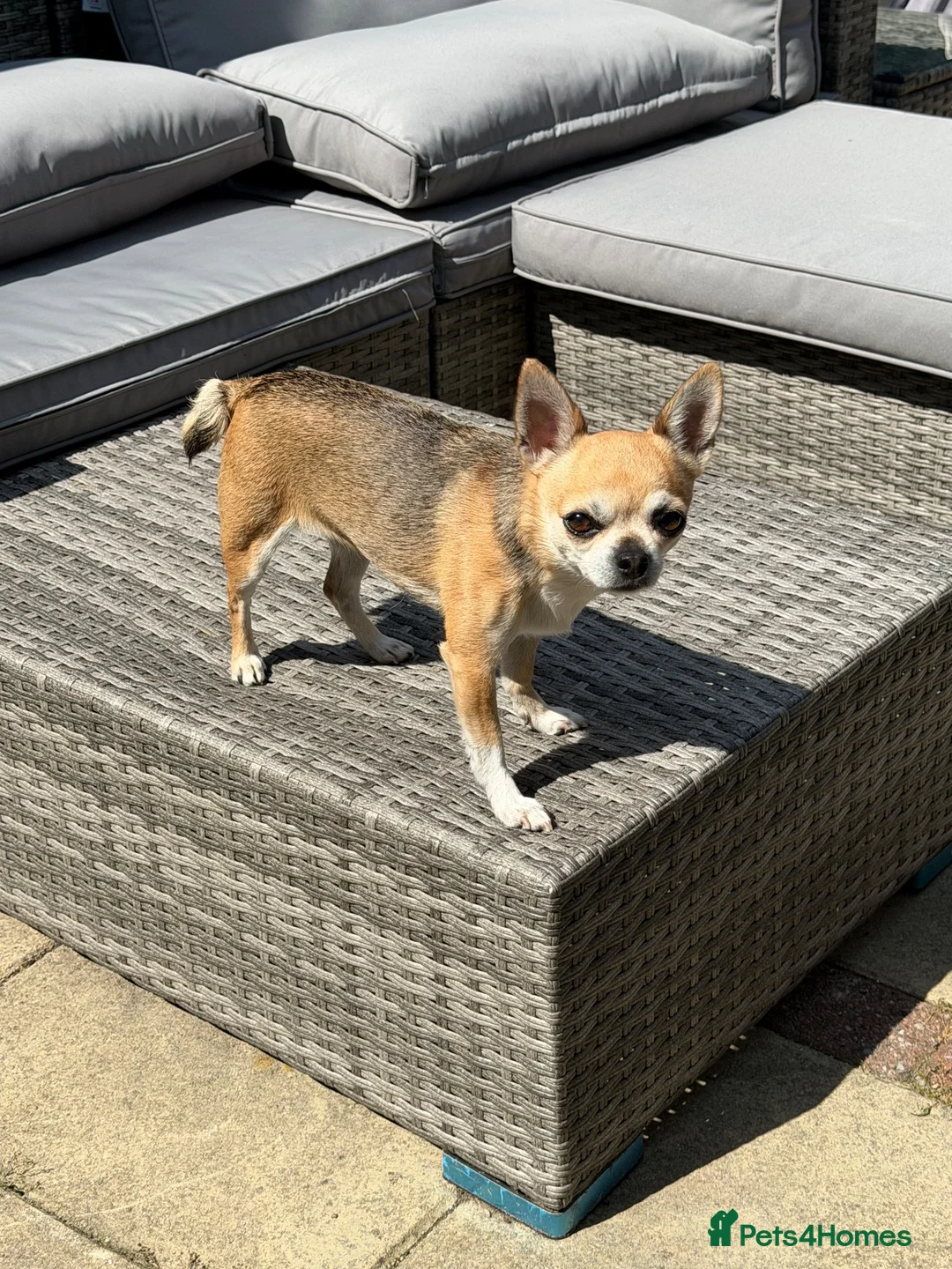 Chihuahua dogs for sale: Adorable chihuahua for adpotion - Advert 2