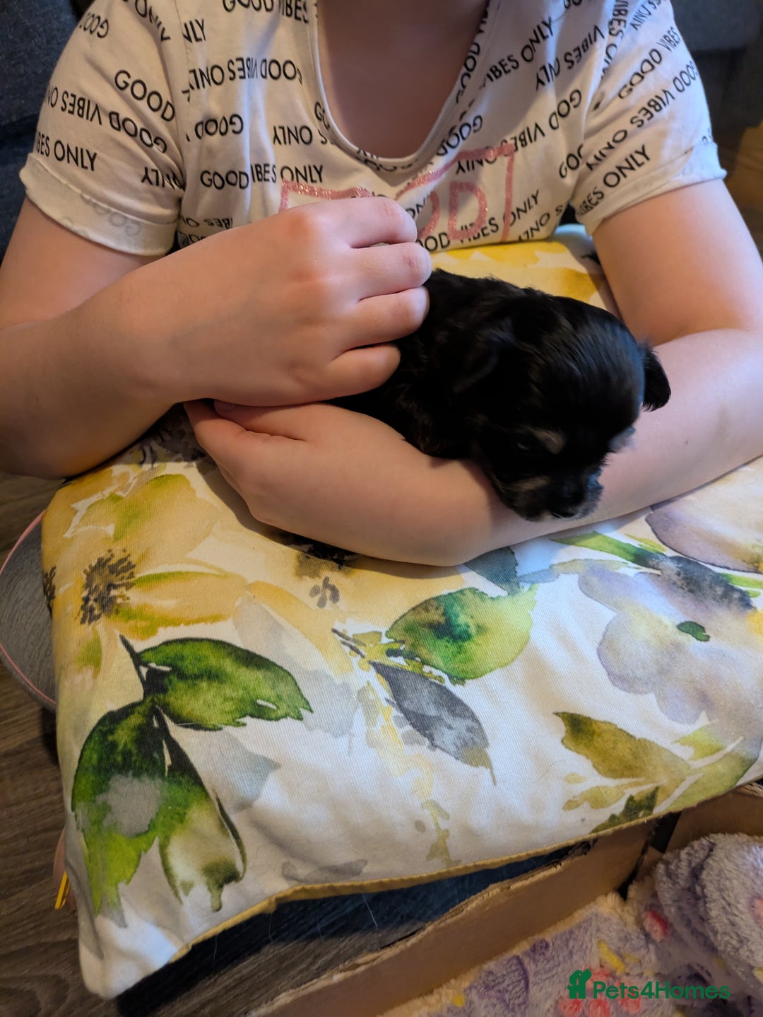 Chipoo dogs for sale: Health tested, non shed chipoos - Image 6
