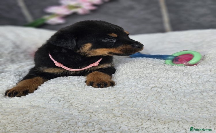 Rottweiler dogs - Advert 1