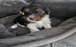 Yorkshire Terrier dogs for sale: 5 szczeniąt York terrier (Biewer) - Image 12