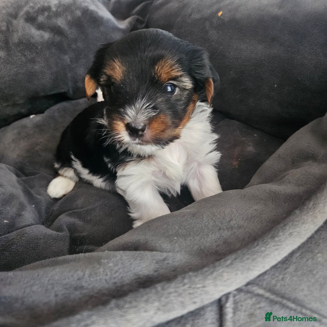Yorkshire Terrier dogs for sale: 5 szczeniąt York terrier (Biewer) - Image 12