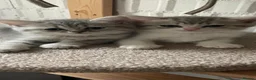 British Shorthair cats for sale: British shorthair kittens - Advert 33