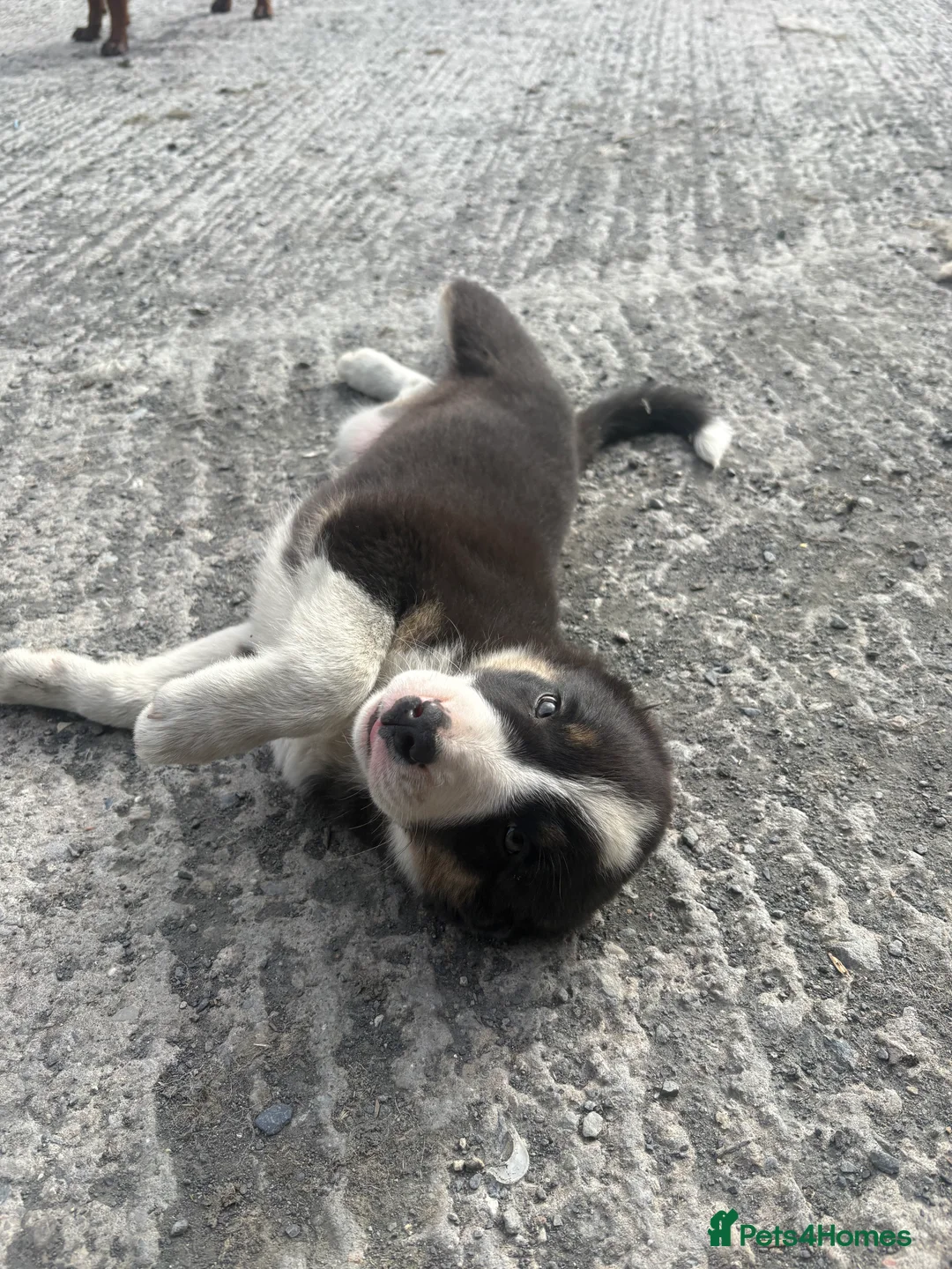 Border Collie dogs for sale: 3 female border collie puppies🐶 - Advert 12