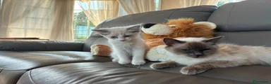Mochi