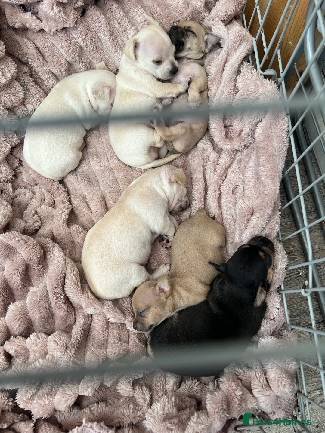 Chihuahua dogs for sale: Beautiful short hair chihuahua  - Advert 19