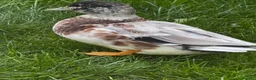 Ducks poultry for sale: Male Call ducks  - Advert 5