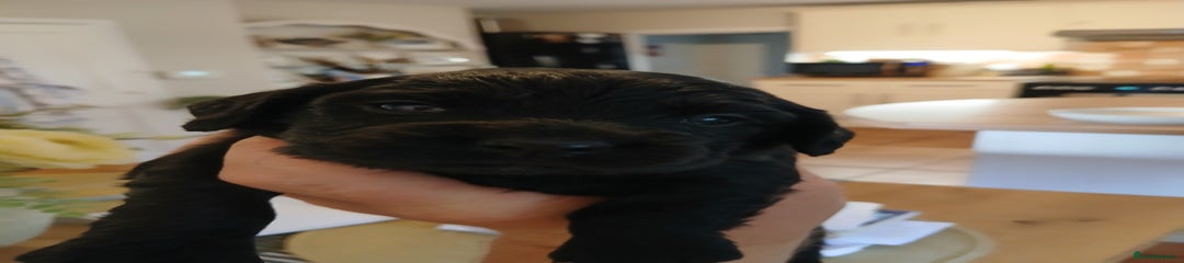 Sprocker Puppy 3