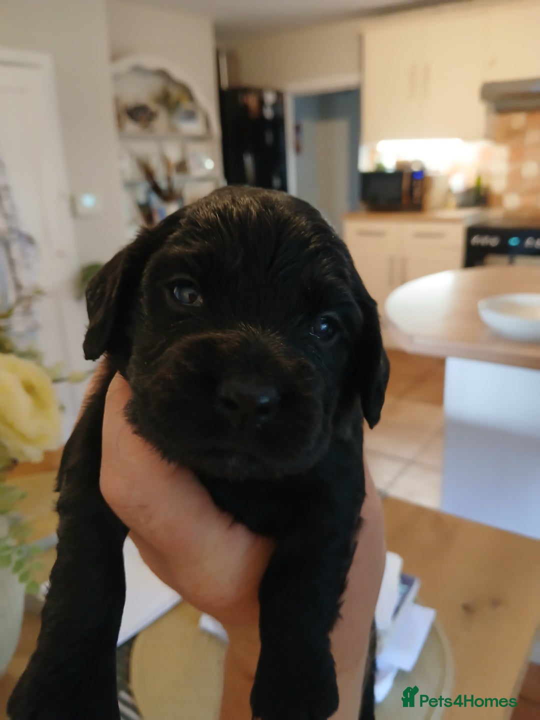 Sprocker dogs for sale: Beautiful cocker x sprocker pups - Image 7