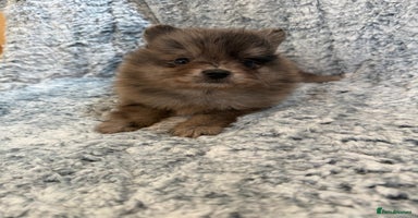 Pomeranian dogs - Advert 12